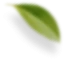 48310-leaf-4-copy-3-17091094242622.png